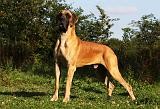 DOGUE ALLEMAND 350